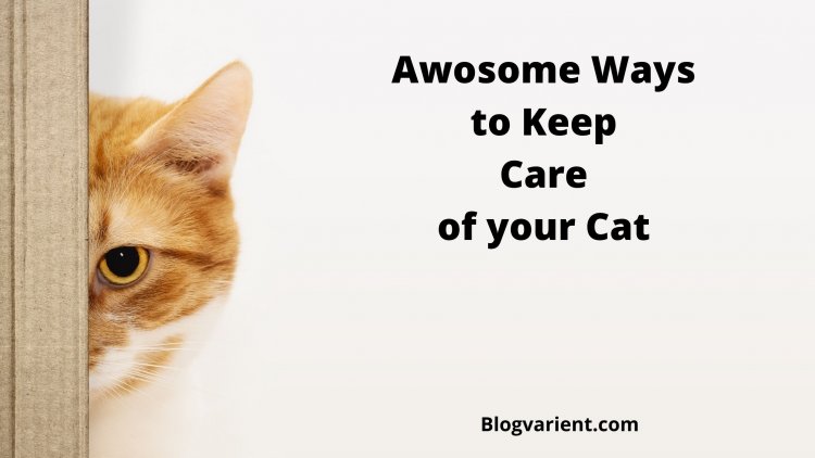 7 Awesome Ways to Keep Care of Your Cat