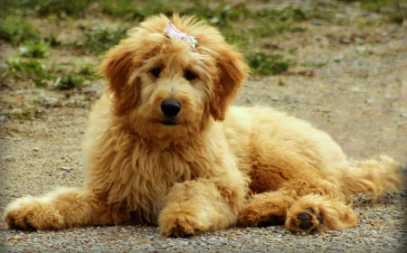 What Does a Goldendoodle Cost?