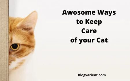 7 Awesome Ways to Keep Care of Your Cat