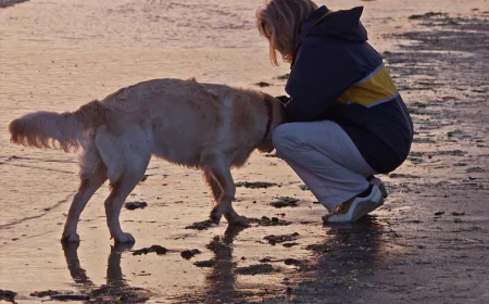 Best Pet Sitting in  Westchester County