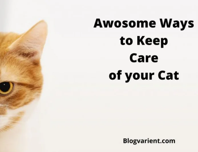 7 Awesome Ways to Keep Care of Your Cat