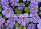 Why Every Australian Garden Can Benefit from Beautiful Shade Plants