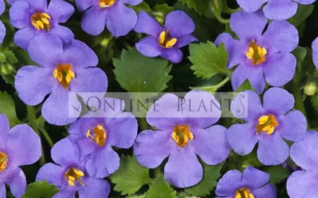 Why Every Australian Garden Can Benefit from Beautiful Shade Plants