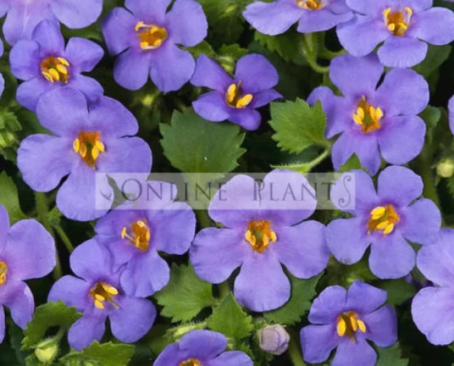 Why Every Australian Garden Can Benefit from Beautiful Shade Plants