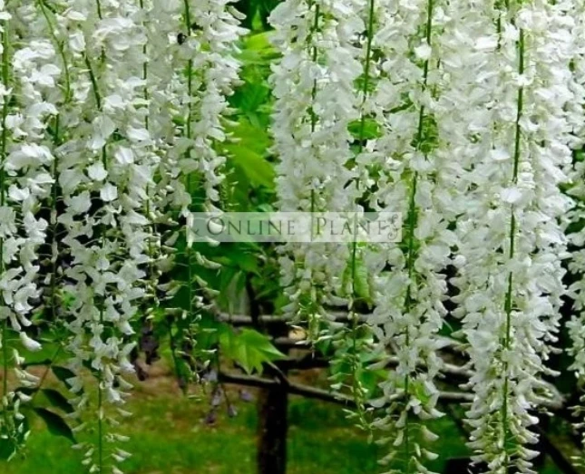 Creative Ways to Transform Your Garden with Vertical Greenery