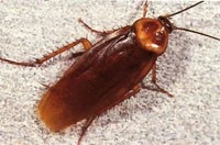 Understanding Common Pest Problems in Melbourne Homes