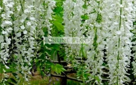 Creative Ways to Transform Your Garden with Vertical Greenery
